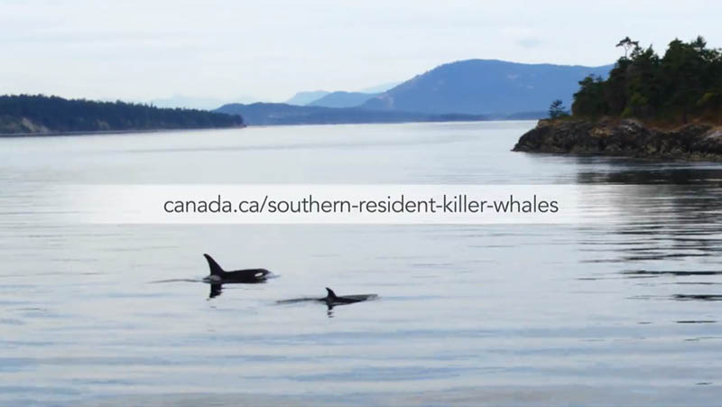 Video: Help protect Southern Resident killer whales